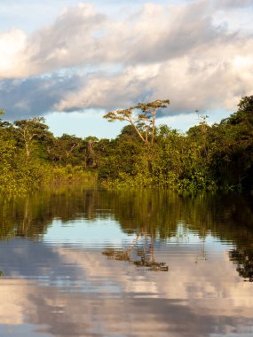 Amazon Nehri 'nin akarsuyu olan Javari Nehri yakınlarındaki Koati Gölü manzarası. Selva Brezilya ve Peru sınırında. Güney Amerika.