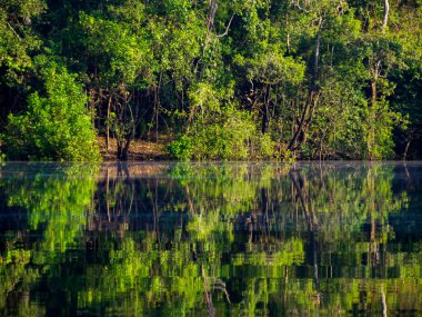 Amazonia. Christina lagününün üzerindeki Amazon ormanının sabah manzarası. Selva Brezilya ve Peru sınırında. Javari Vadisi (Valle del Ythe) Güney Amerika