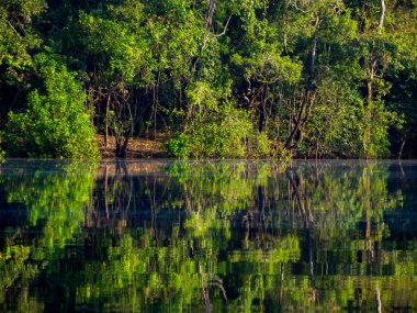 Bogot Kolombiya - 2 Aralık 2021: La Candelaria Kolombiya usta sanatçısı Bogota 'daki Fernando Botero heykeli. Güney Amerika