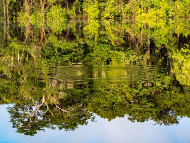 Amazon. Amazon ormanının duvarındaki Christina lagününün suyunda sabah yansıması. Selwa, Brezilya ve Peru sınırında. Javari Vadisi, Güney Amerika
