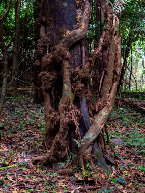 Amazon yağmur ormanlarında, Amazon Nehri havzasında birbirine dolanmış büyük ağaçlar. Javari Vadisi, Amazonia. Latin Amerika. Javari Vadisi en büyük yerel bölgelerden biridir. Güney Amerika