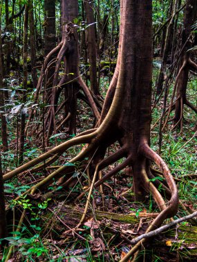 Amazon yağmur ormanlarında yürüyen ağaçlar, Amazon Nehri havzası. Javari Vadisi, Amazonia. Latin Amerika. Javari Vadisi en büyük yerel bölgelerden biridir. Güney Amerika