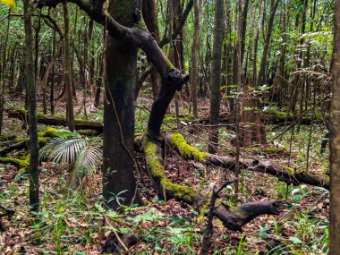 Amazon yağmur ormanlarındaki büyük ağaçlar, Amazon Nehri havzası. Javari Vadisi, Amazonia. Latin Amerika. Javari Vadisi en büyük yerel bölgelerden biridir. Güney Amerika