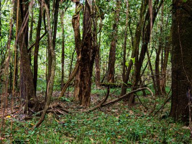 Amazon yağmur ormanlarındaki büyük ağaçlar, Amazon Nehri havzası. Javari Vadisi, Amazonia. Latin Amerika. Javari Vadisi en büyük yerel bölgelerden biridir. Güney Amerika