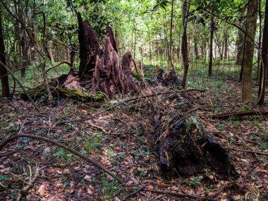 Amazon yağmur ormanlarında, Amazon Nehri havzasında devasa bir ağaç gövdesi. Javari Vadisi, Amazonia. Latin Amerika. Javari Vadisi en büyük yerel bölgelerden biridir. Güney Amerika