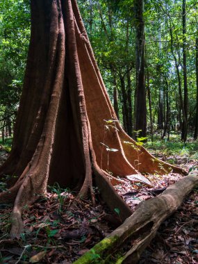 Amazon yağmur ormanlarındaki büyük ağaçlar, Amazon Nehri havzası. Javari Vadisi, Amazonia. Latin Amerika. Javari Vadisi en büyük yerel bölgelerden biridir. Güney Amerika