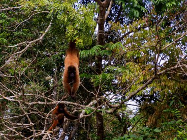 Amazonia, Amazonia, Pacaya Samiria Ulusal Rezervi, Peru (korongo) maymunu.