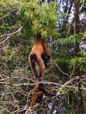 Amazonia, Amazonia, Pacaya Samiria Ulusal Rezervi, Peru (korongo) maymunu.