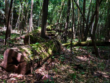 Amazon yağmur ormanlarında, Amazon Nehri havzasında devasa bir ağaç gövdesi. Javari Vadisi, Amazonia. Latin Amerika. Javari Vadisi en büyük yerel bölgelerden biridir. Güney Amerika