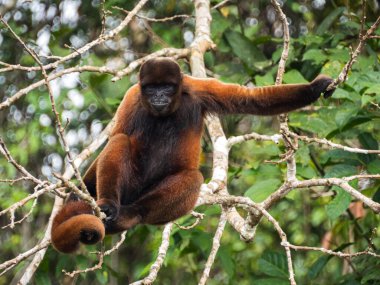 Amazonia, Amazonia, Pacaya Samiria Ulusal Rezervi, Peru (korongo) maymunu.
