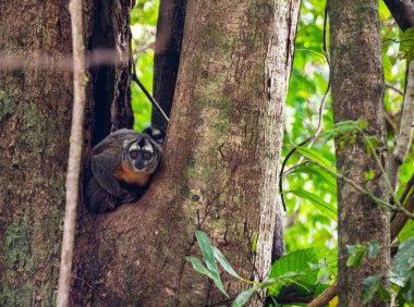 Baykuş maymunları ya da douroucoulis, Aotidae familyasının tek üyesi olan Aotus cinsi Yeni Dünya maymunlarıdır. Amazonia, Peru, Güney Amerika