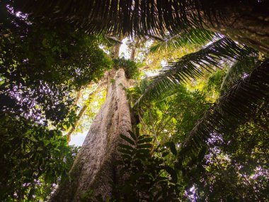 Amazonia - Amazon ormanlarının yeşil tropikal ormanlarından oluşan bir duvar, Amazonia 'nın yeşil cehennemi. Selva Brezilya ve Peru sınırında. Güney Amerika 'da Javari Vadisi' ndeki Yavari Nehri.