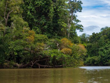 Amazonia - Amazon ormanlarının yeşil tropikal ormanlarından oluşan bir duvar, Amazonia 'nın yeşil cehennemi. Selva Brezilya ve Peru sınırında. Güney Amerika 'da Javari Vadisi' ndeki Yavari Nehri.