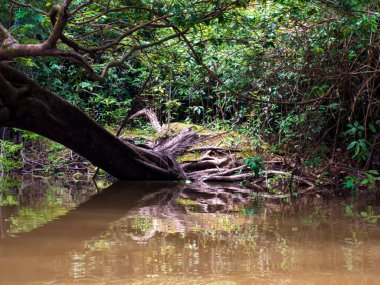 Amazon ormanının derinliklerindeki su kanalı, savaş mevsiminde. Selva Brezilya ve Peru sınırında. Javari Vadisi (Valle del Ythe) Amazonia Güney Amerika.