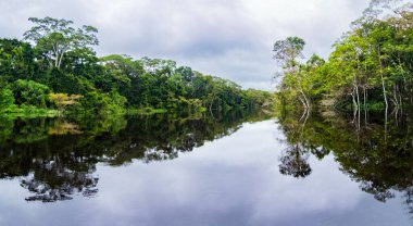 Amazonia - Amazon ormanlarının yeşil tropikal ormanlarından oluşan bir duvar, Amazonia 'nın yeşil cehennemi. Selva Brezilya ve Peru sınırında. Güney Amerika 'da Javari Vadisi' ndeki Yavari Nehri.
