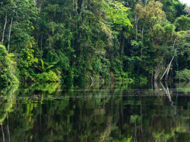 Amazon Doğal Parkı Tepe Yolu. Amazon Doğal Parkı Ro Maraon, Nauta, Peru 'daki turistler için kubbeli kablo köprü. Amazonia, Güney Amerika.