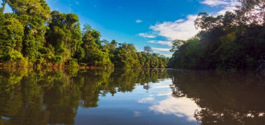 Amazonia - Amazon ormanlarının yeşil tropikal ormanlarından oluşan bir duvar, Amazonia 'nın yeşil cehennemi. Selva Brezilya ve Peru sınırında. Güney Amerika 'da Javari Vadisi' ndeki Yavari Nehri.