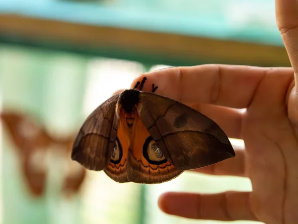 Beau Papillon Dans Jungle Amazonienne Amazonie Pérou Amérique Sud — Photo