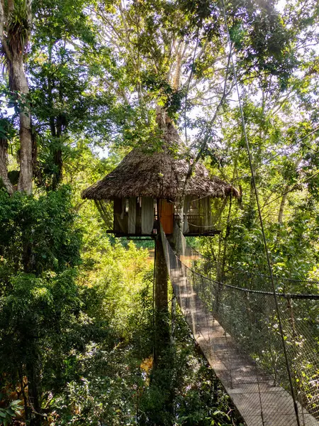 Glamping Accommodation Amazon Rainforest Wooden Treehouse Amazon Rainforest Amazonia Pacaya — Stock Photo, Image