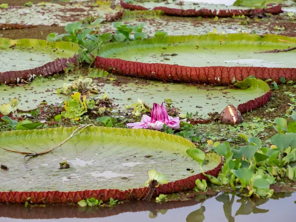Victoria Amazonica Pacaya Samiria National Reserve Handelt Sich Eine Blütenpflanze — Stockfoto