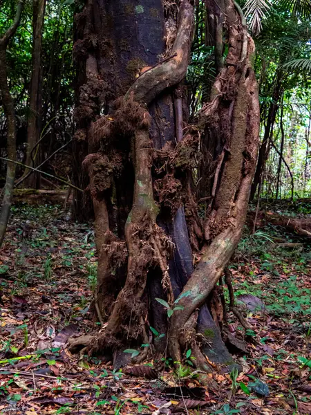 Huge tangled trees in the Amazon rain forest, basin of Amazon River. Javari Valley, Amazonia. Latin America. Javari Valley is one of the largest indigenous territories. South America