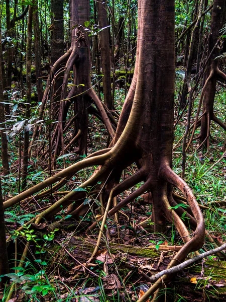 Walking trees in the Amazon rain forest, basin of Amazon River. Javari Valley, Amazonia. Latin America. Javari Valley is one of the largest indigenous territories. South America