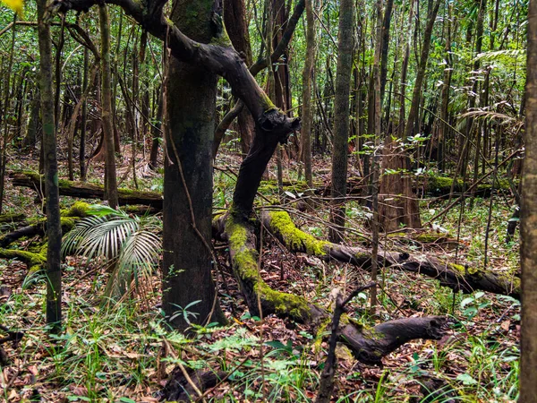 Amazon Yağmur Ormanlarındaki Büyük Ağaçlar Amazon Nehri Havzası Javari Vadisi — Stok fotoğraf