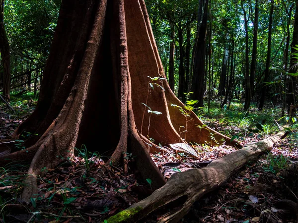 Huge trees in the Amazon rain forest, basin of Amazon River. Javari Valley, Amazonia. Latin America. Javari Valley is one of the largest indigenous territories. South America