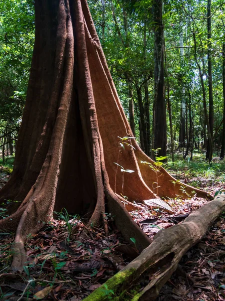 Huge trees in the Amazon rain forest, basin of Amazon River. Javari Valley, Amazonia. Latin America. Javari Valley is one of the largest indigenous territories. South America