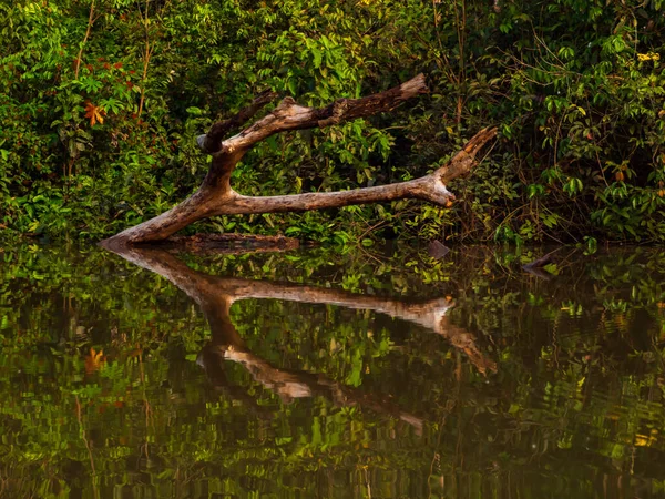 Maran Maranon Reservas Nacional Pacaya Samiria Beschermd Gebied Gelegen Regio — Stockfoto