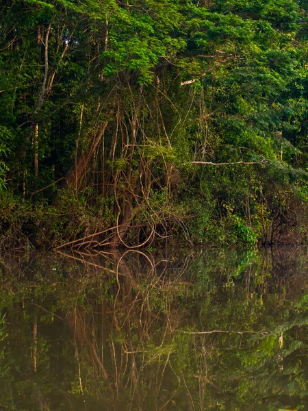 Lianas Penduradas Uma Árvore Pela Água Lagoa Mata Mata Amazônia — Fotografia de Stock