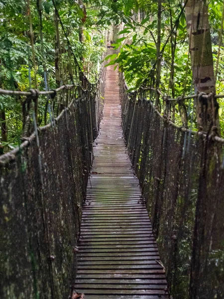 Amazonia Pared Bosque Tropical Verde Selva Amazónica Infierno Verde Amazonía — Foto de Stock