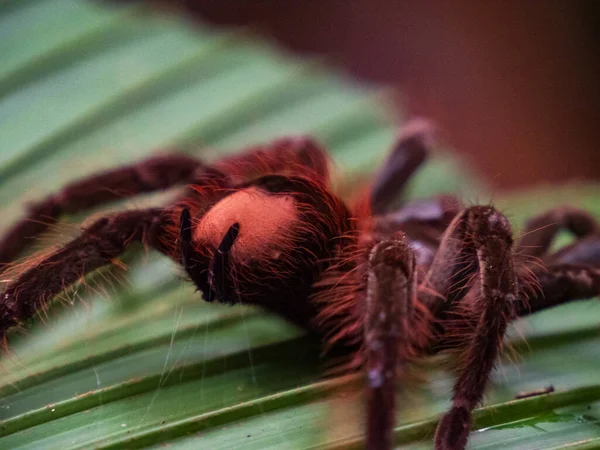 Tarántula Gran Araña Peluda Que Encuentra Selva Tropical Amazónica Amazonía —  Fotos de Stock