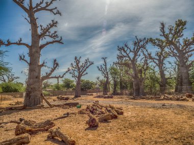 Baobab ağaçlı bahçe. Mutluluk ağacı, Senegal. Afrika.