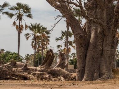 Kocaman bir baobab ağacı gövdesi. Mutluluk ağacı, Senegal. Afrika.