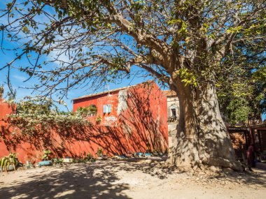 Goree, Senegal 2 Şubat 2019 Goree Adası 'nda büyük baobab' lı bir sokak. Gore. Dakar Senegal. Afrika.