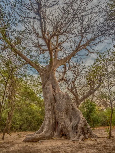 Мощное Дерево Баобаба Дерево Счастья Сенегал Африка — стоковое фото
