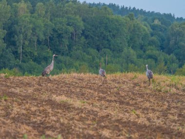 Yaygın turnalar (Grus grus), Avrasya turnaları (Grus grus), Avrasya turnaları olarak da bilinir. Sıcaklık. Polonya.