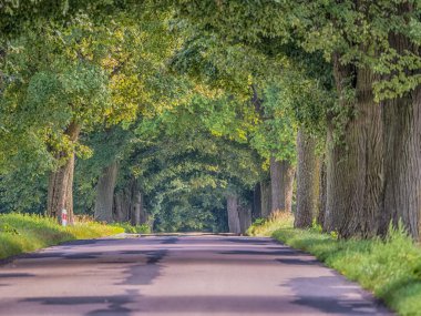 Polonya 'da asfalt yol boyunca eski yaprak döken ağaçlar. Ağaç kaplı köy yolu. Doğu Avrupa.