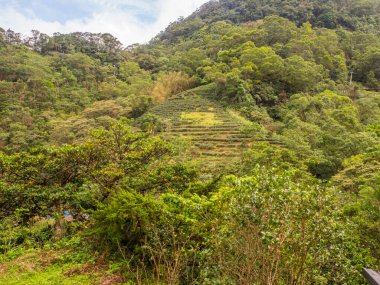 Tayvan'da Maokong tepelerinde çay plantasyon için görünümü