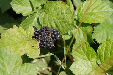 Almanya 'nın sınırında meyveli böğürtlen çalısı