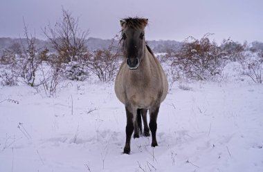 Konik vahşi atları Aralık ayında Almanya 'da Sachsen-Anhalt' da karda
