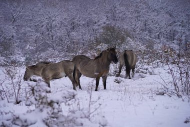 Konik vahşi atları Aralık ayında Almanya 'da Sachsen-Anhalt' da karda