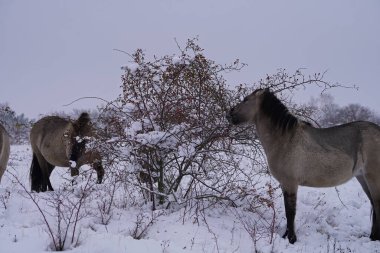 Konik vahşi atları Aralık ayında Almanya 'da Sachsen-Anhalt' da karda
