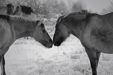 Konik vahşi atları Aralık ayında Almanya 'da Sachsen-Anhalt' da karda