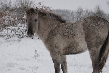 Konik vahşi atları Aralık ayında Almanya 'da Sachsen-Anhalt' da karda