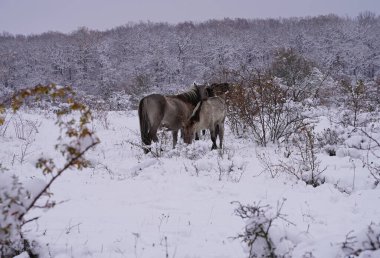 Konik vahşi atları Aralık ayında Almanya 'da Sachsen-Anhalt' da karda