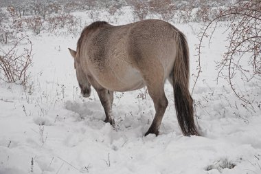 Konik vahşi atları Aralık ayında Almanya 'da Sachsen-Anhalt' da karda