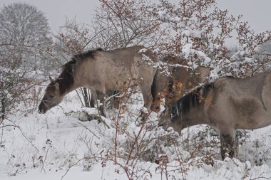 Konik vahşi atları Aralık ayında Almanya 'da Sachsen-Anhalt' da karda