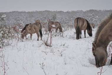 Konik vahşi atları Aralık ayında Almanya 'da Sachsen-Anhalt' da karda